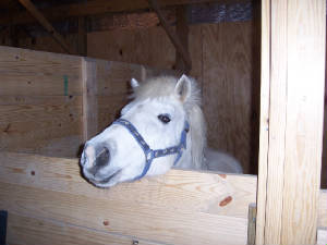 horseinbarn2.jpg